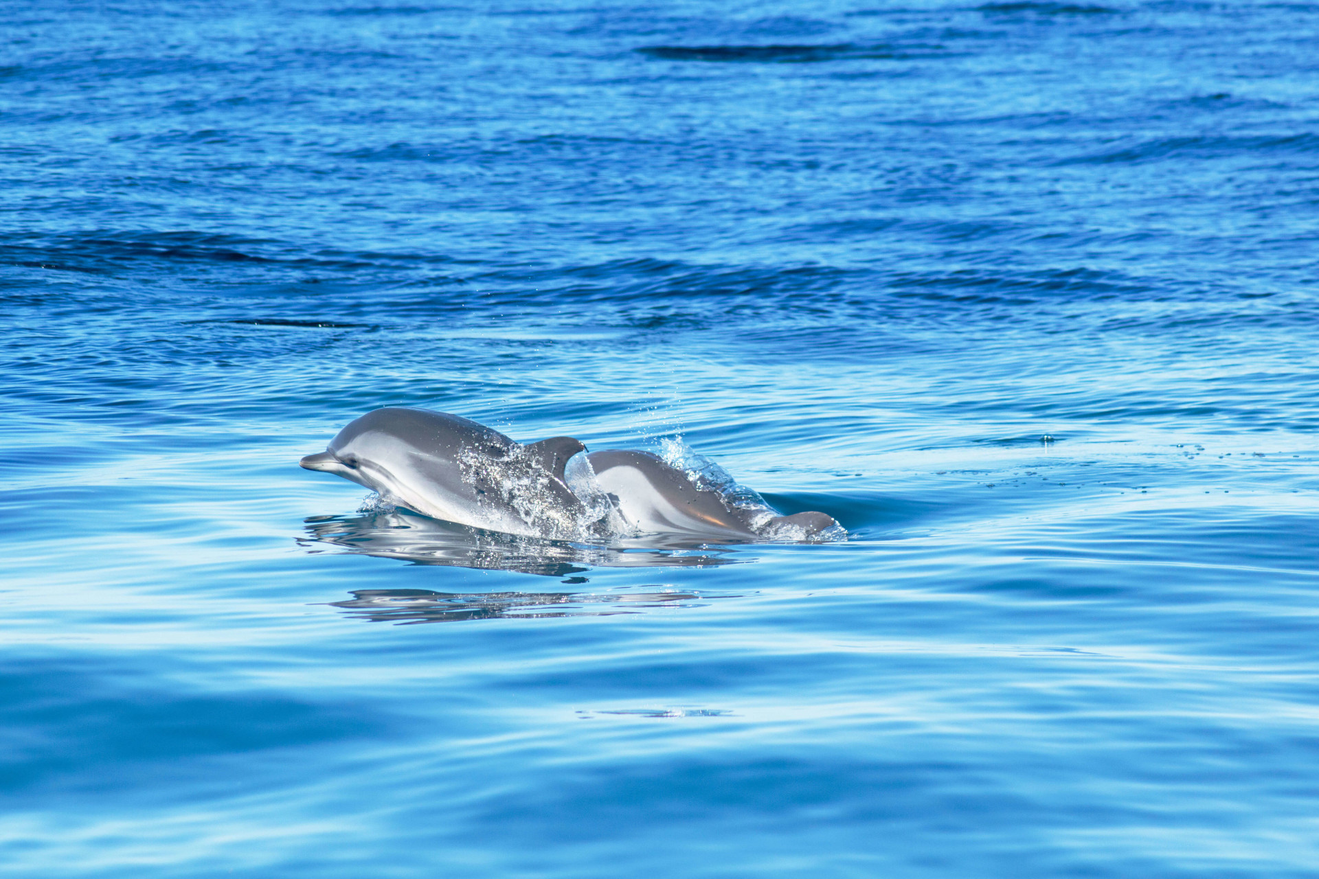 Observation des dauphins en Algarve