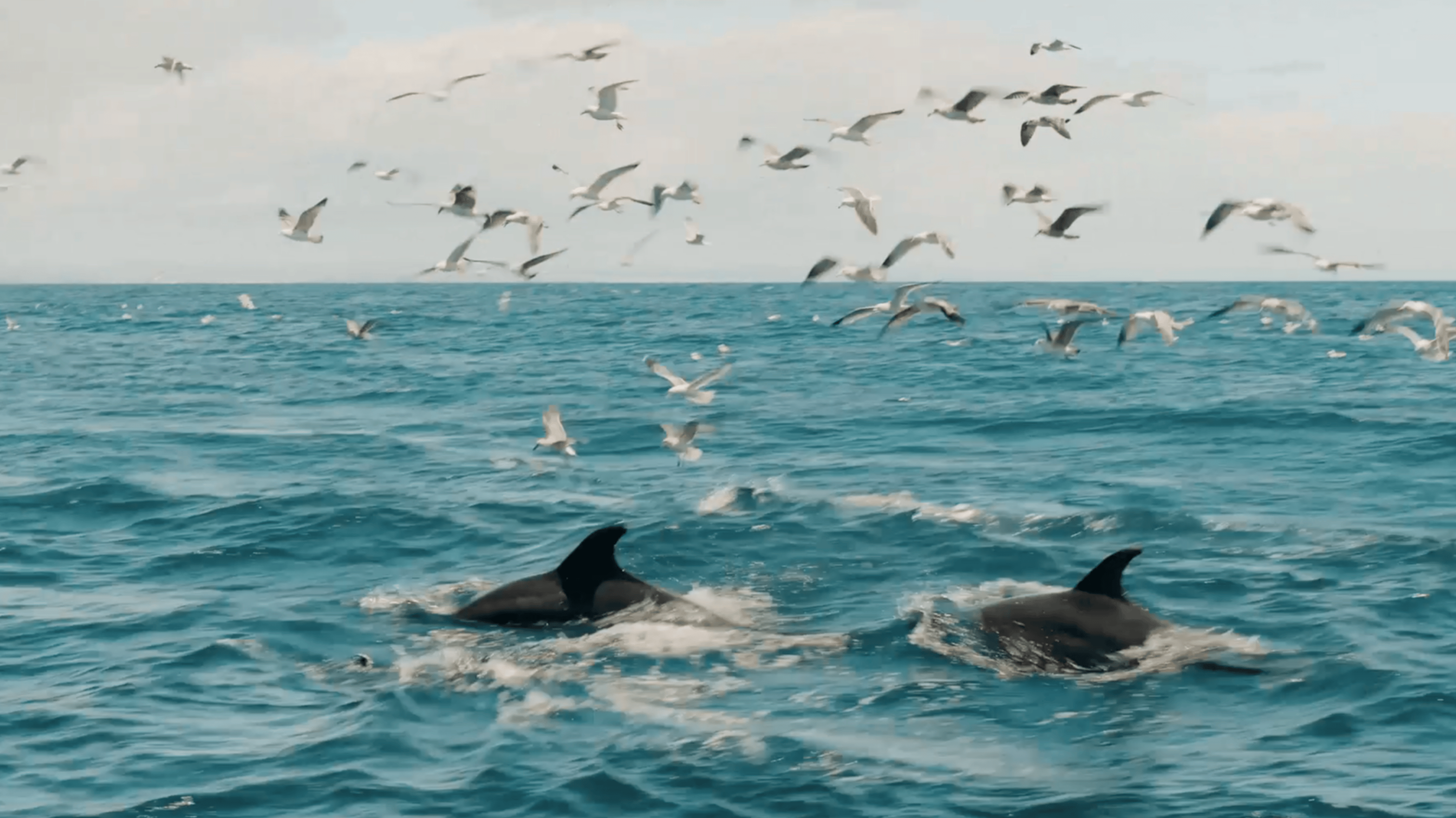 Equilíbrio no Oceano: Golfinhos e Aves